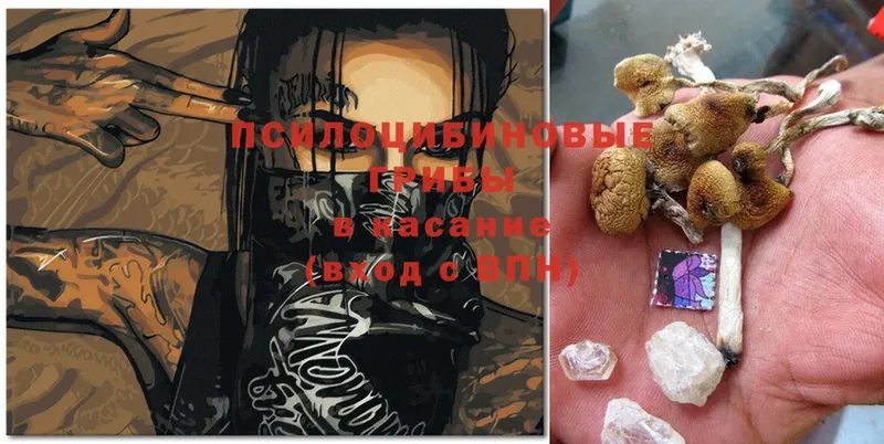 наркота  Балтийск  Псилоцибиновые грибы Psilocybe 